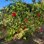 Casa Yucca